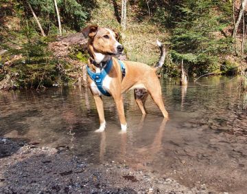 Pension pour chiens