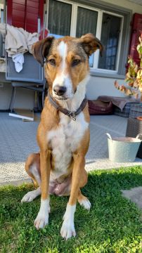 Pension pour chiens