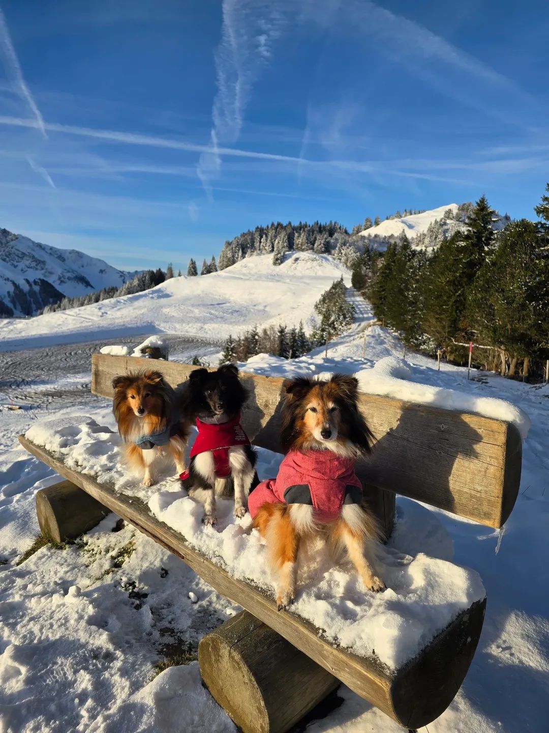 Angela - Bonstetten - Katzenpflege