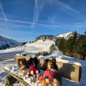 Angela - Bonstetten - Katzenpflege
