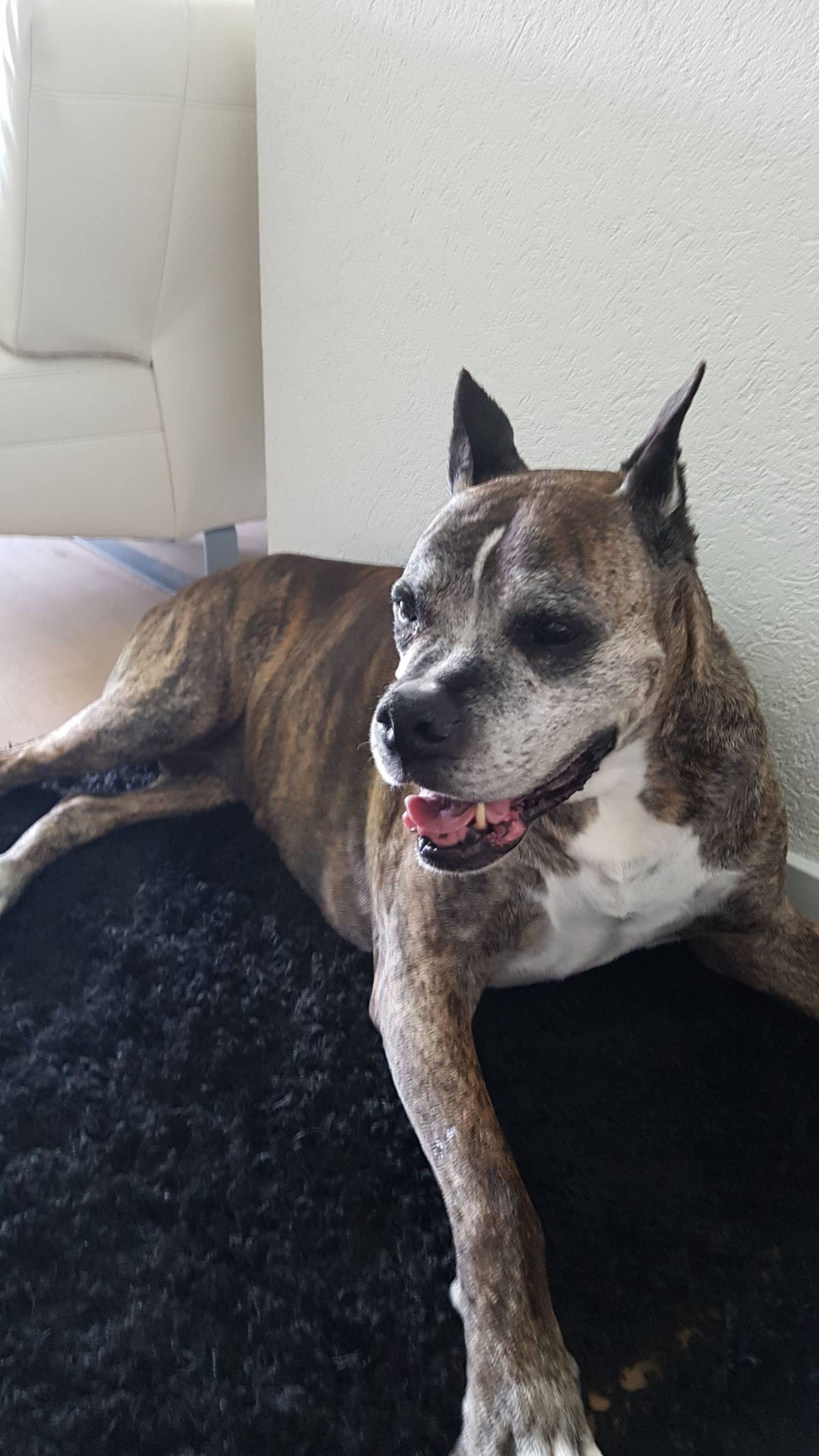 Claudia - Worb - Baths and Grooming for Animals