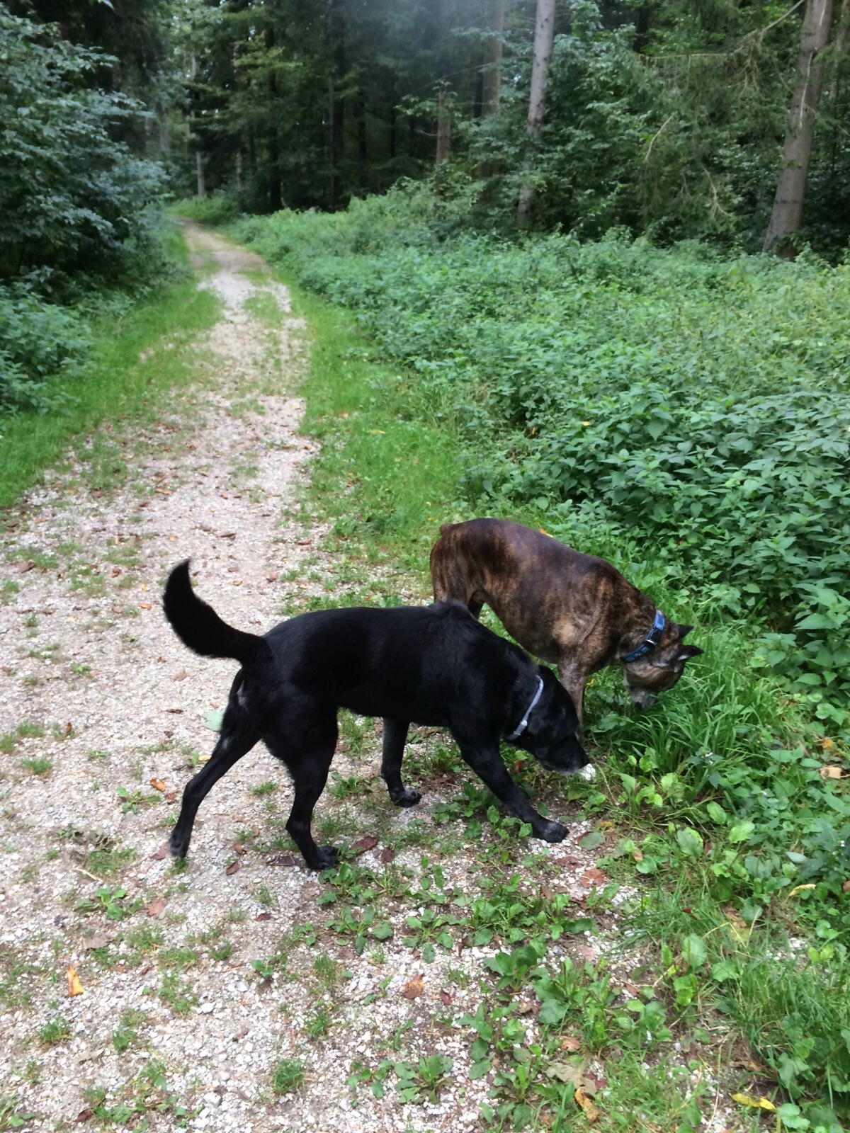 Claudia - Worb - Dog Daycare