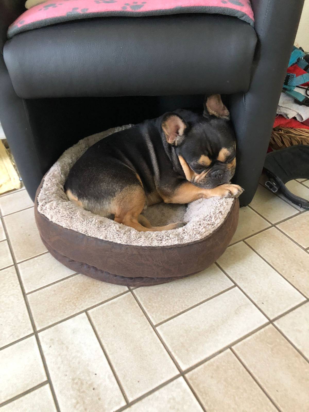 Claudia - Worb - Dog Hotel