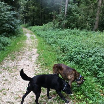 Claudia - Worb - Dog Daycare