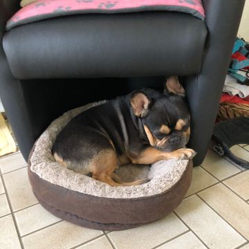 Claudia - Worb - Dog Hotel