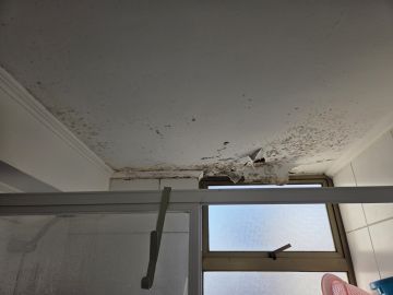 Mold Removal Expert