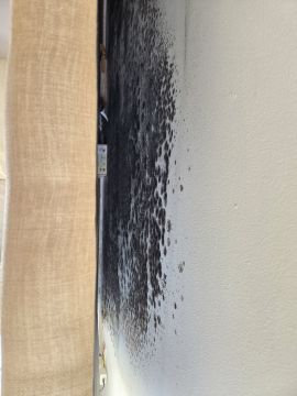 Mold Removal Expert - Domestic Services