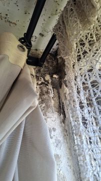 Mold Inspection and Removal