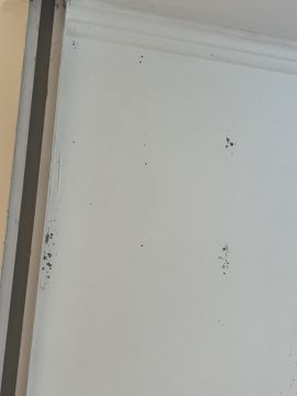 Mold Inspection and Removal