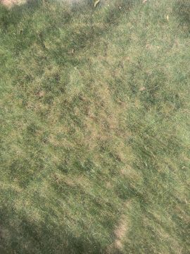 Jardinero para airear el césped