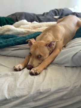 Hospedaje de perros
