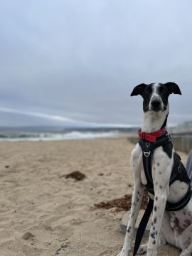Dog Hotel