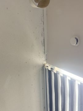 Experto en eliminación de moho