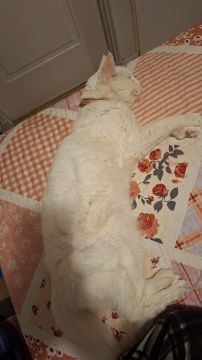 Nutricionista para Animales