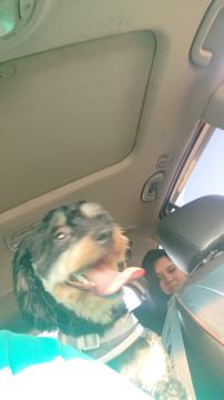 Creche para Cães