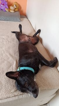 Dog Hotel