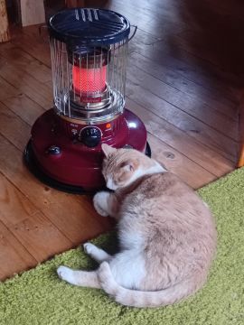 Hotel for Cats - Pets