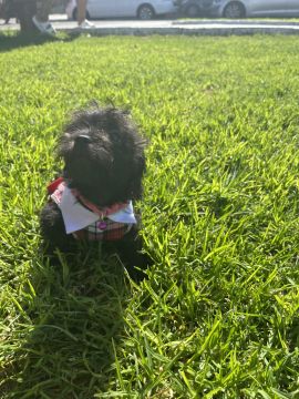 Pet Boarding and Daycare