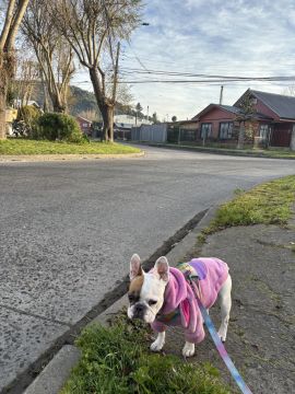 Guardería para perros