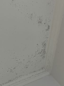 Mold Removal Expert