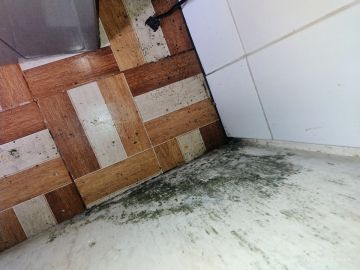 Experto en eliminación de moho - Servicios Domésticos