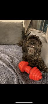 Dog Hotel