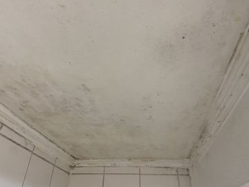 Inspección y eliminación de moho