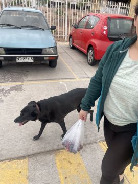 Hospedaje y guarderías de mascotas