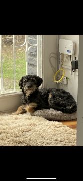 Dog Hotel