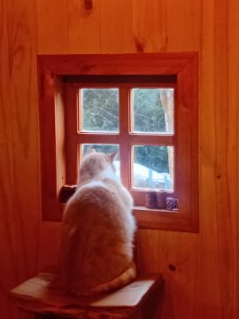 Hotel for Cats