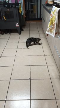 Hospedaje de gatos