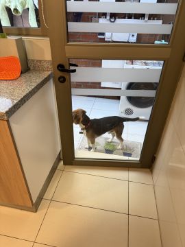 Instalador de Portas para Animais de Estimação