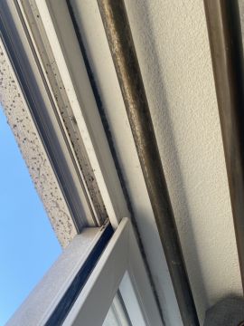 Mold Inspection and Removal