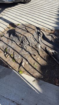 Tree Stump Grinding and Removal