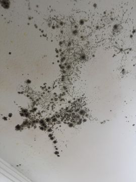 Mold Removal Expert