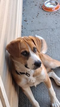 Hotel para Cães