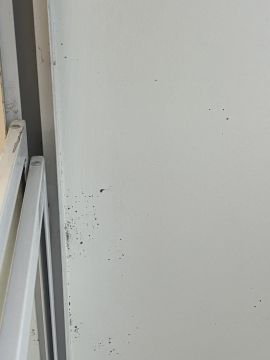 Mold Removal Expert - Domestic Services