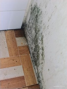 Experto en eliminación de moho
