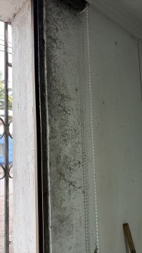 Experto en eliminación de moho