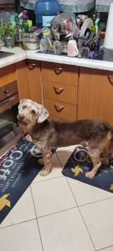 Dog Hotel