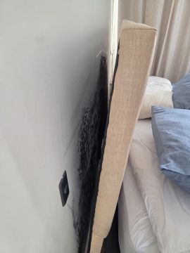 Mold Removal Expert