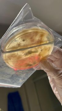 Inspección y eliminación de moho