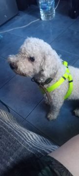 Guardería para perros