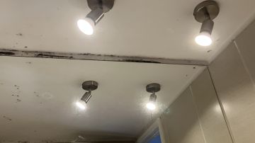 Mold Inspection and Removal