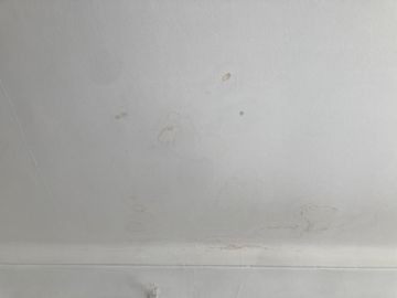 Mold Removal Expert