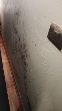 Inspección y eliminación de moho