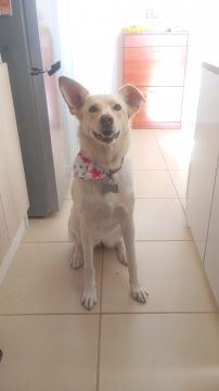 Dog Hotel