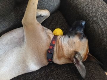 Creche para Cães