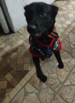 Hospedaje de perros