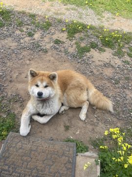 Guardería para perros